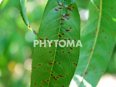 Xanthomonas arborícola pv. pruni